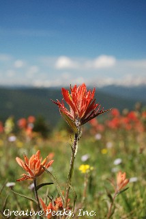 Indian Paint Brush