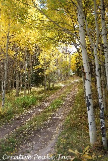 Forest Path