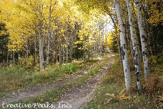 Forest Path