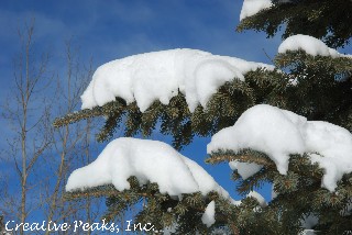 Snow Covered Boughs