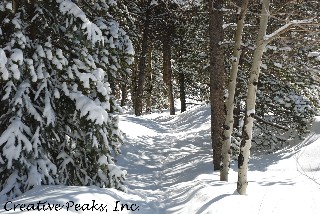 Winter Path